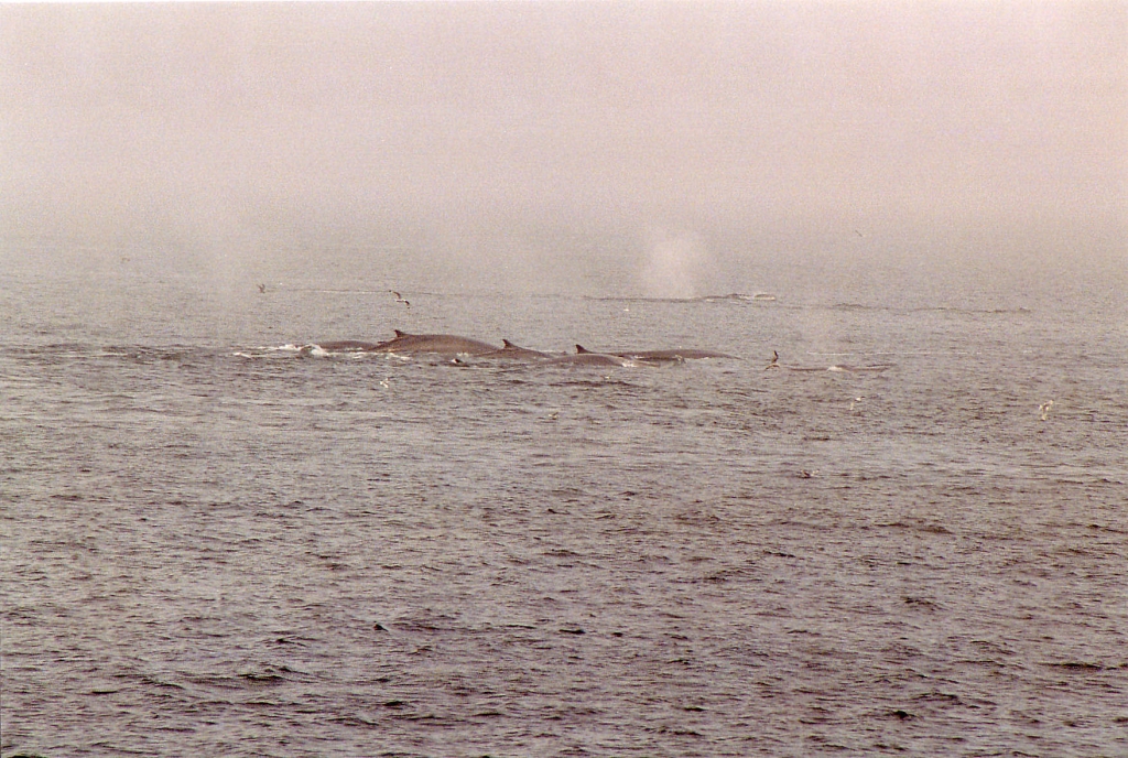 03 -Tadoussac (10).jpg